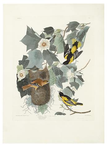 AUDUBON, JOHN JAMES. Baltimore Oriole. Plate 12.